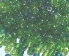 20 Gram Vial of 2/0 Mixed Green Lustre